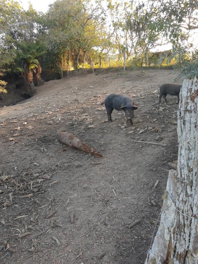 Fazenda Tamandua Casa De Campo - Cabana Coragem Βίλα Rio Rufino Εξωτερικό φωτογραφία